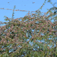 Un enjambre de langostas sobre un árbol cerca de Miyal, en India.